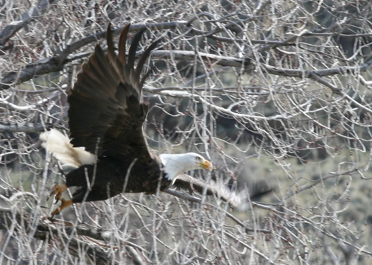 Bald eagle launching from a tree over open North American landscape