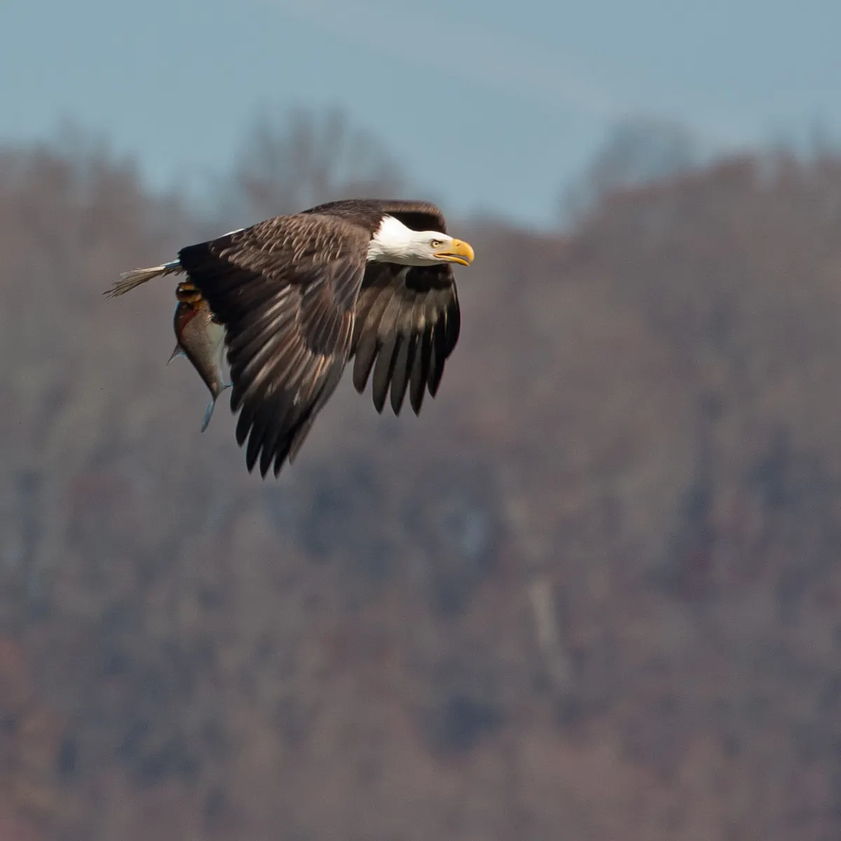 Bald eagle holding a fish in its talons