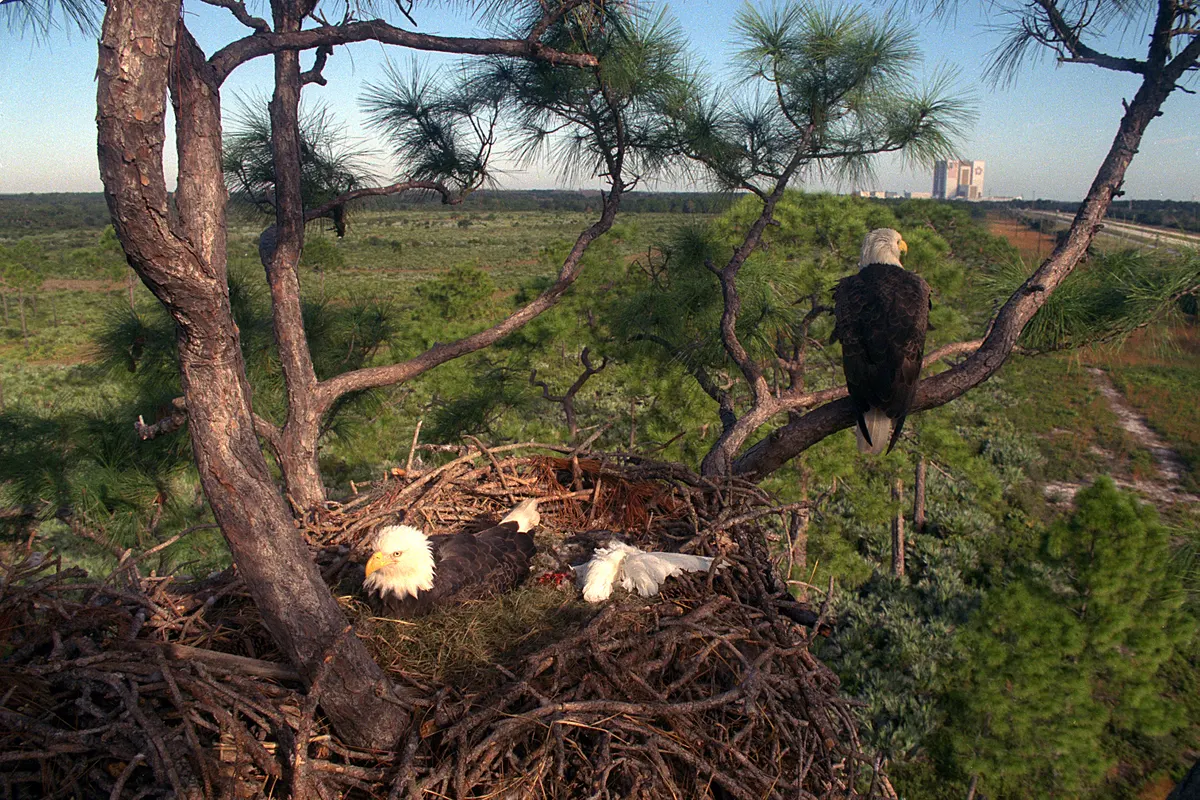Adult bald eagles at a large nest in a pine tree