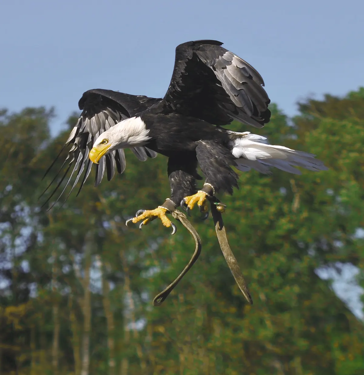 Bald eagle diving steeply with wings tucked during a hunt