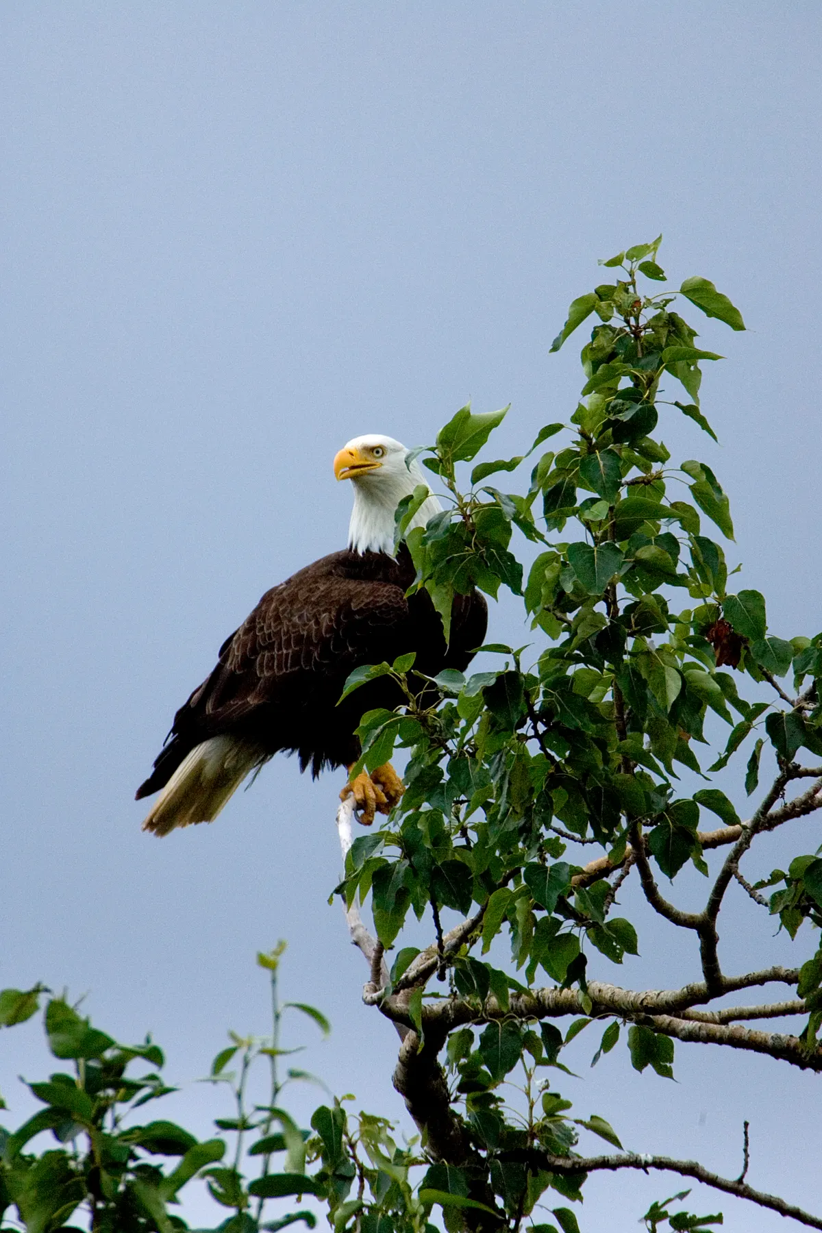 Bald eagle perched in a tall tree near water