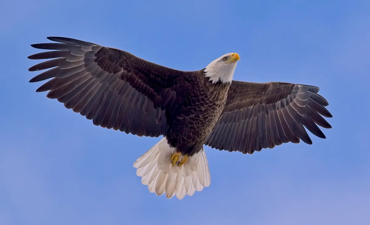 Bald eagle soaring with wings spread over Humber Bay Park, Toronto