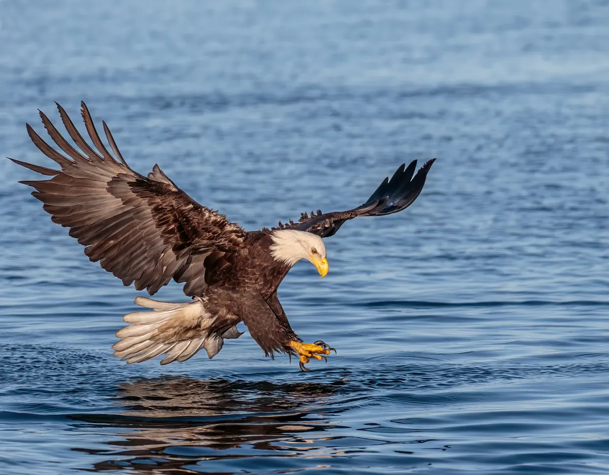Bald eagle perched in snowy Alaskan habitat