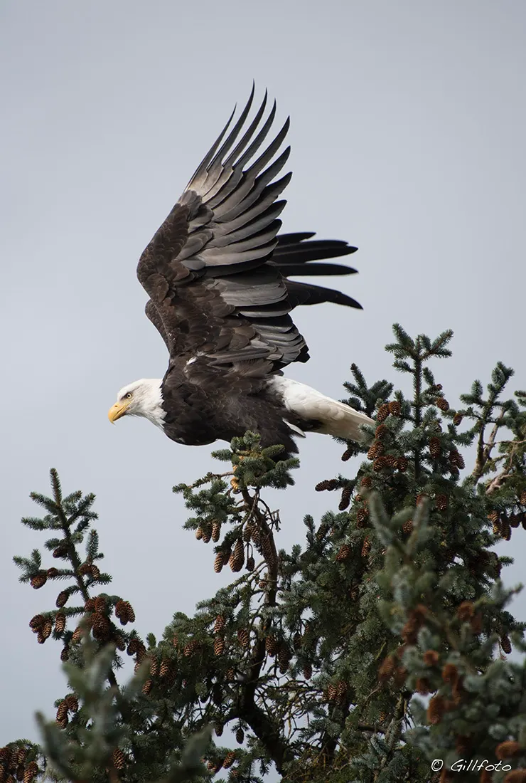 Bald eagle with wings fully spread showing wide wingspan