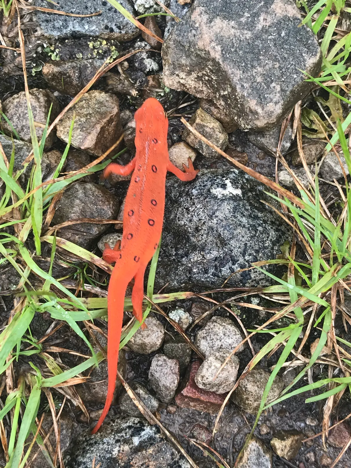 Eastern newt foraging on the ground