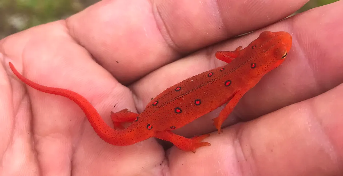 Eastern newt on moss and leaf litter