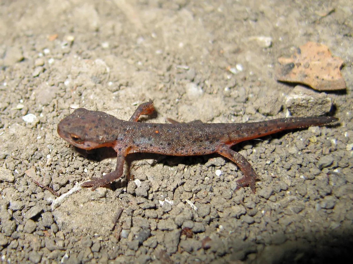 Eastern newt in its natural setting