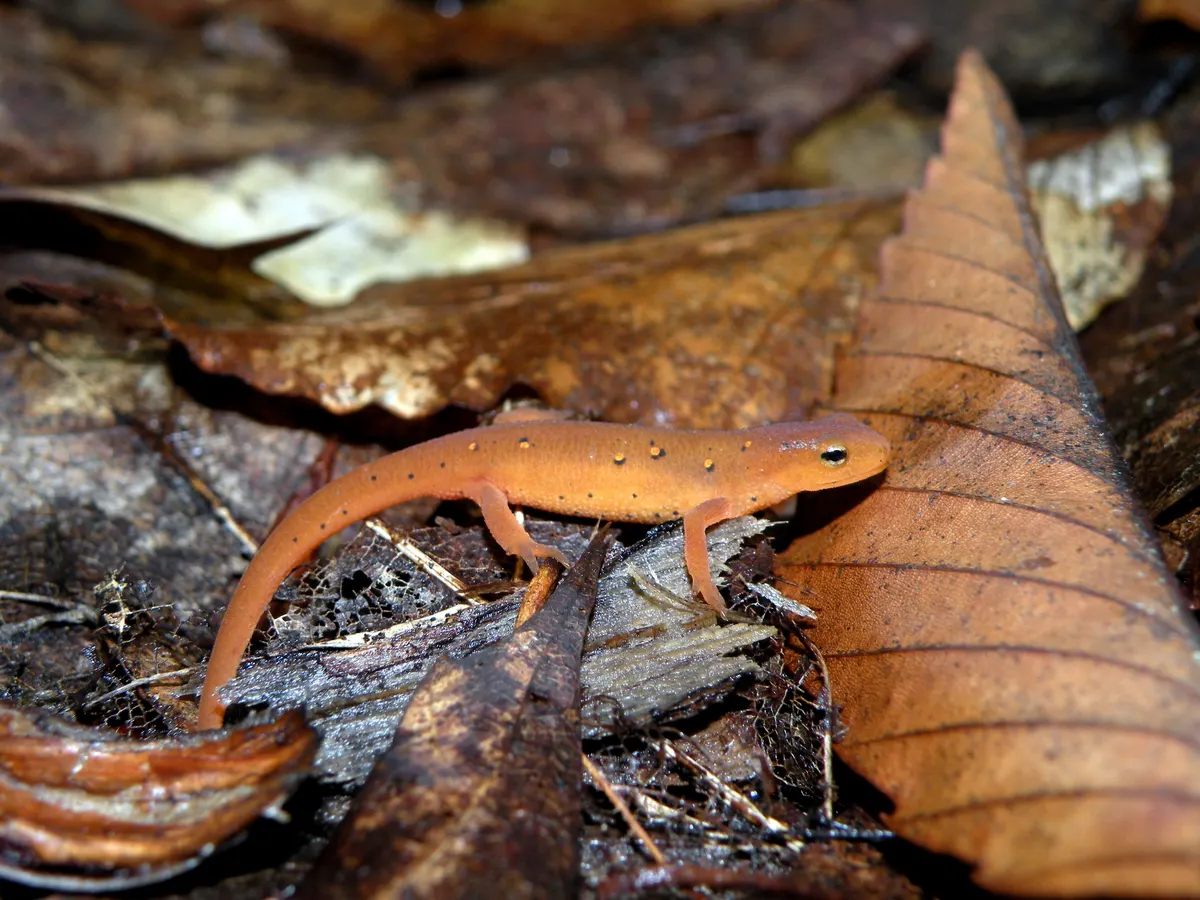 Red eft eastern newt on the forest floor