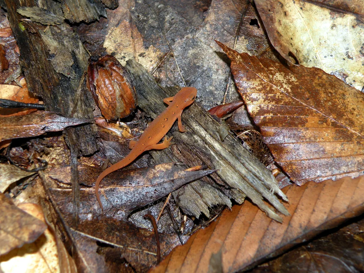 Bright orange red-eft eastern newt on moss