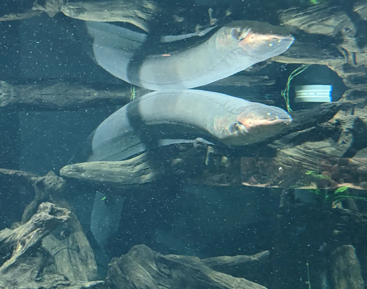 A young or baby Electric Eel showing early development