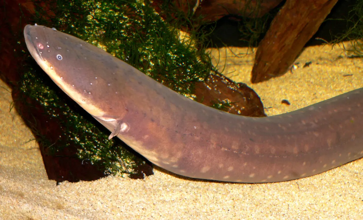 Close-up of an electric eel showing its long body in dark water
