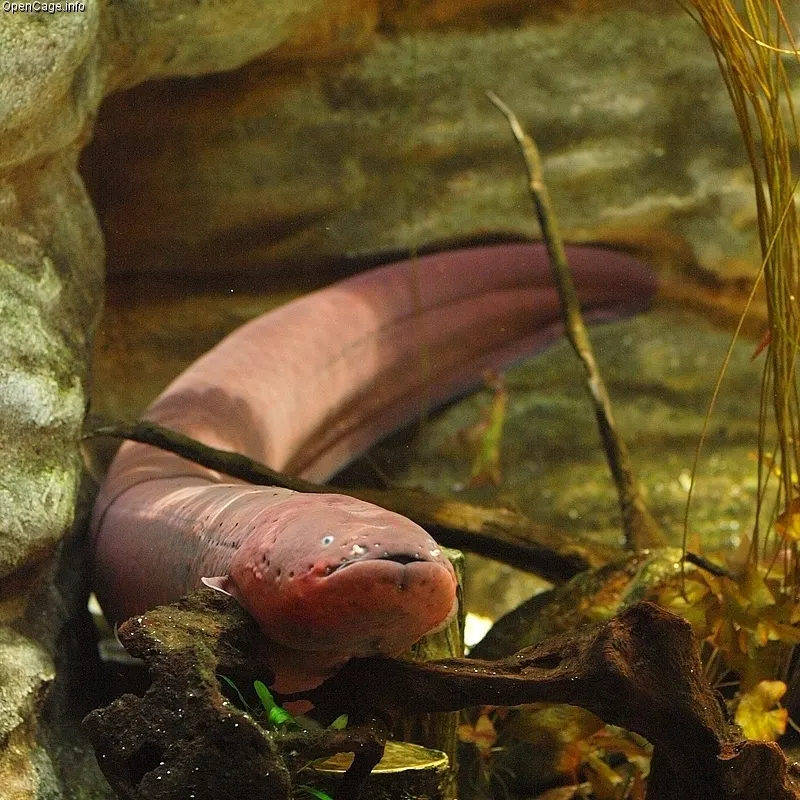 A young electric eel swimming through freshwater