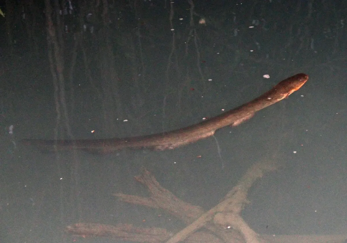 Electric Eel feeding