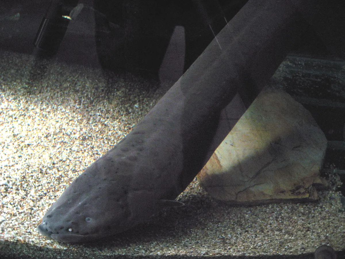 A group of Electric Eels interacting with each other