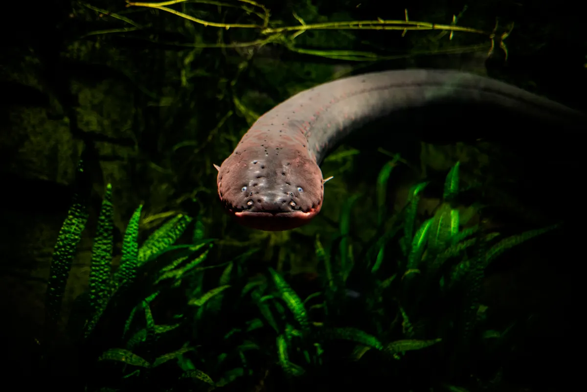 Electrophorus electricus in Gdynia Oceanarium
