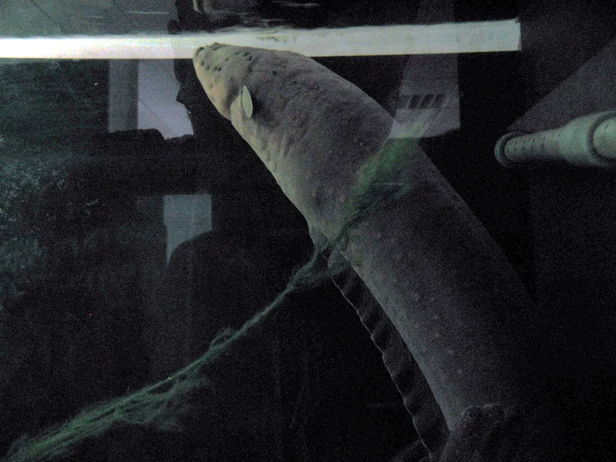 Electric Eel in its native range