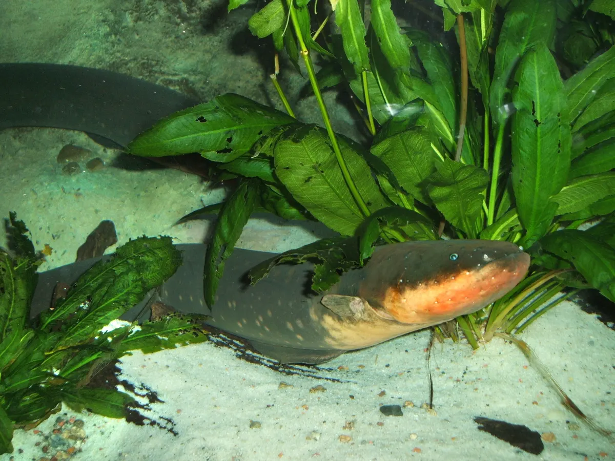 A group of Electric Eels interacting with each other