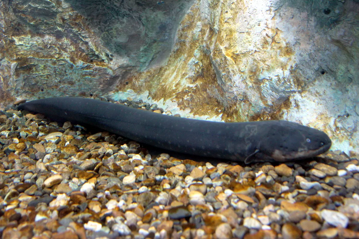 A Electric Eel showing a unique behavior or adaptation