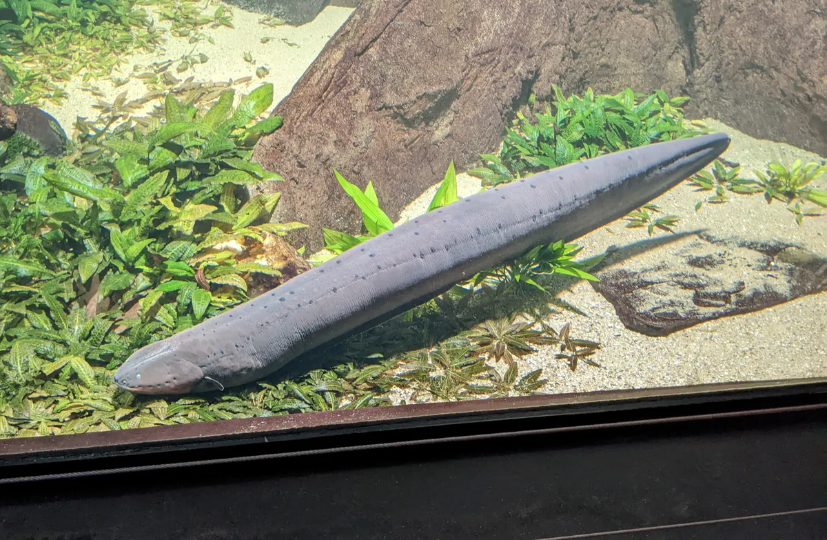 A Electric Eel navigating its natural environment