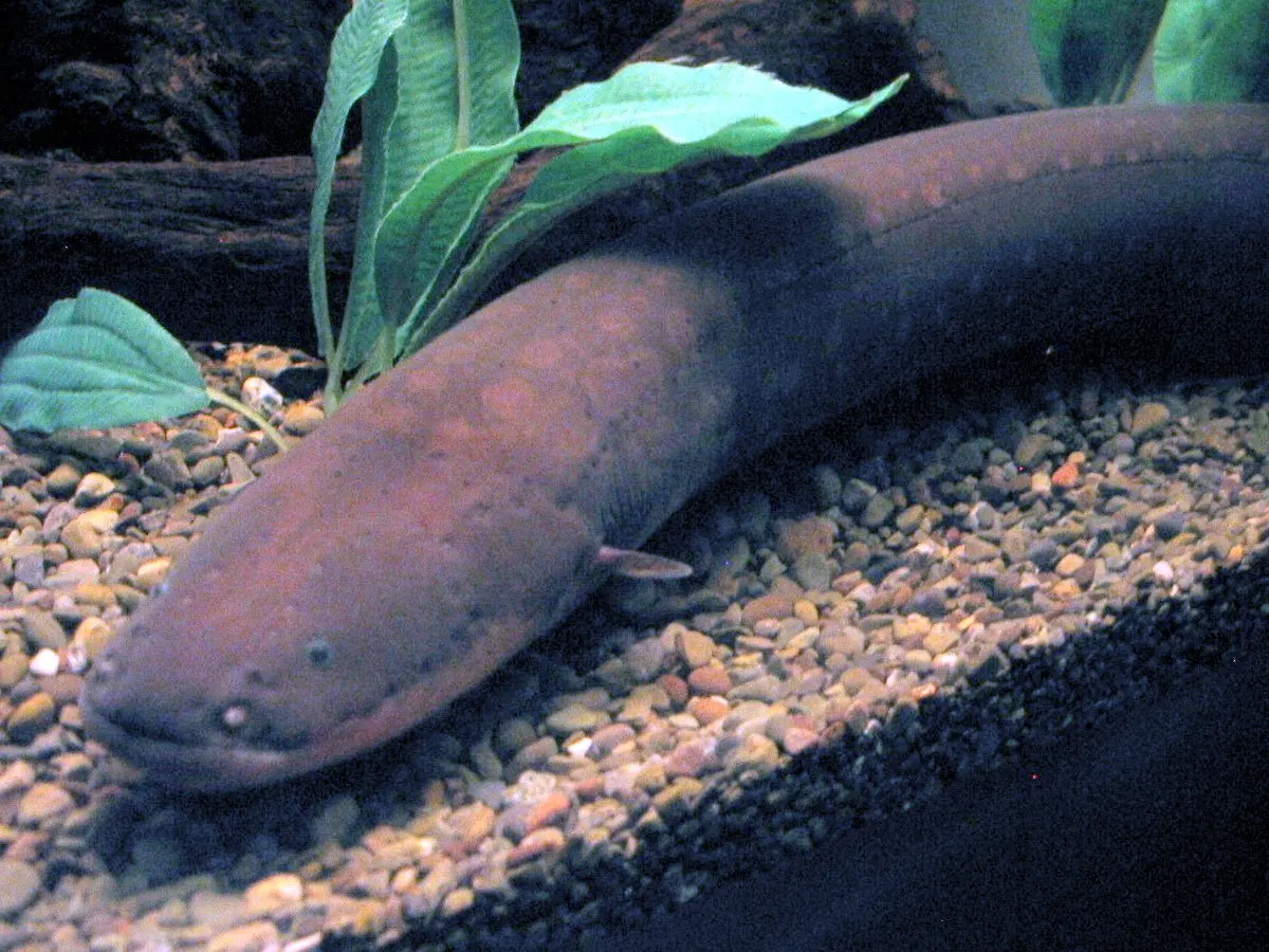 Electric eel swimming with its long body fully visible