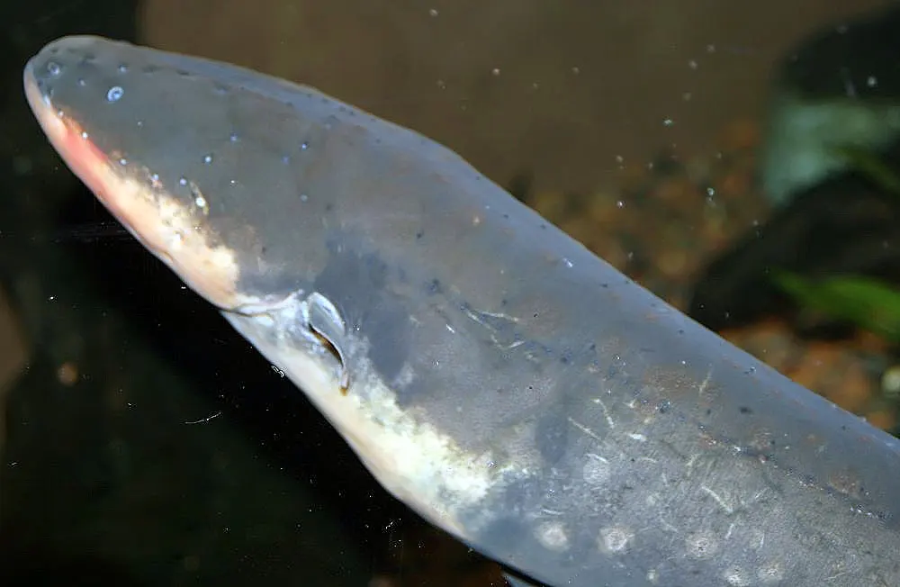 A Electric Eel traveling across its geographic range