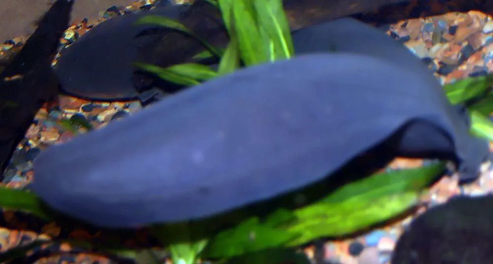 A photo showing the size of a Electric Eel
