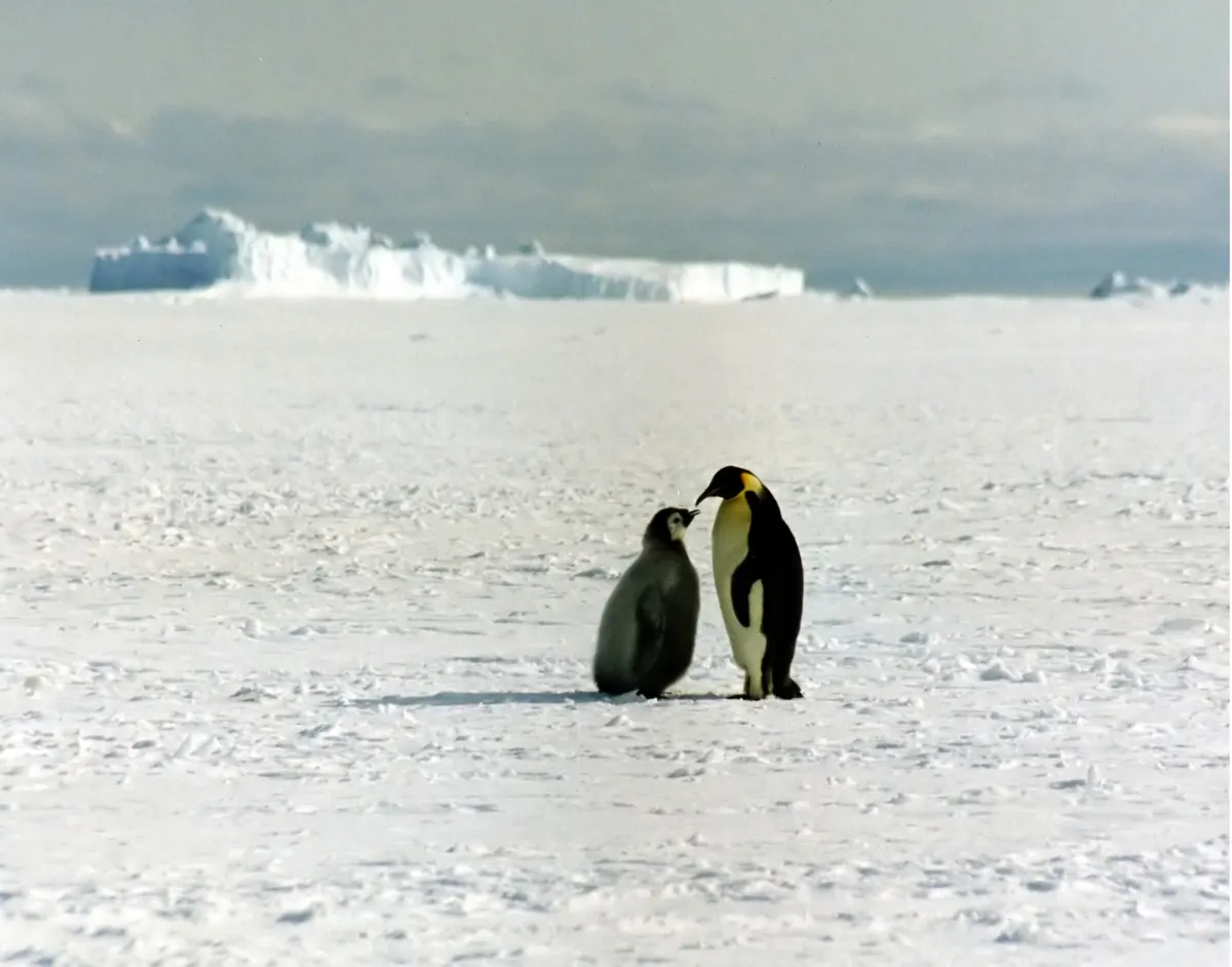 Emperor penguin parent standing beside a downy chick on Ross Sea ice