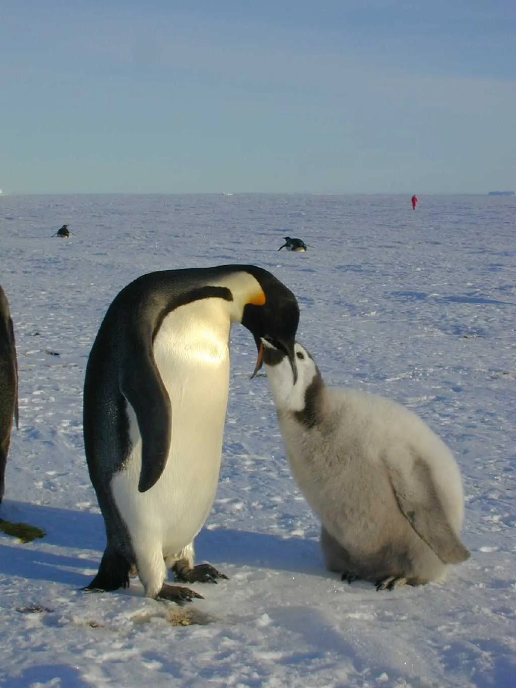 Emperor penguin adult with chick during a feeding bout on sea ice