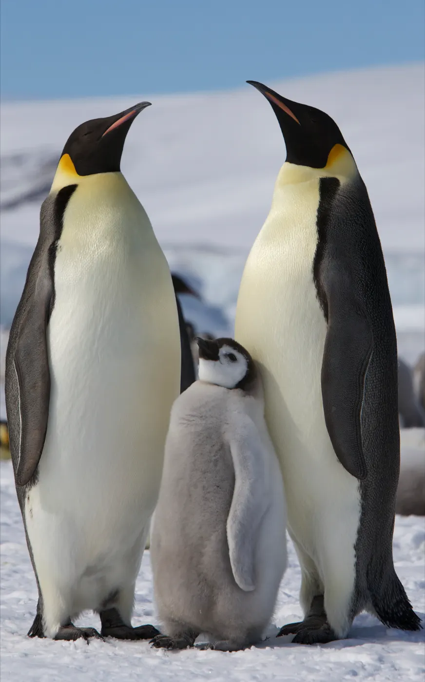 Two adult emperor penguins standing with a juvenile on Snow Hill Island