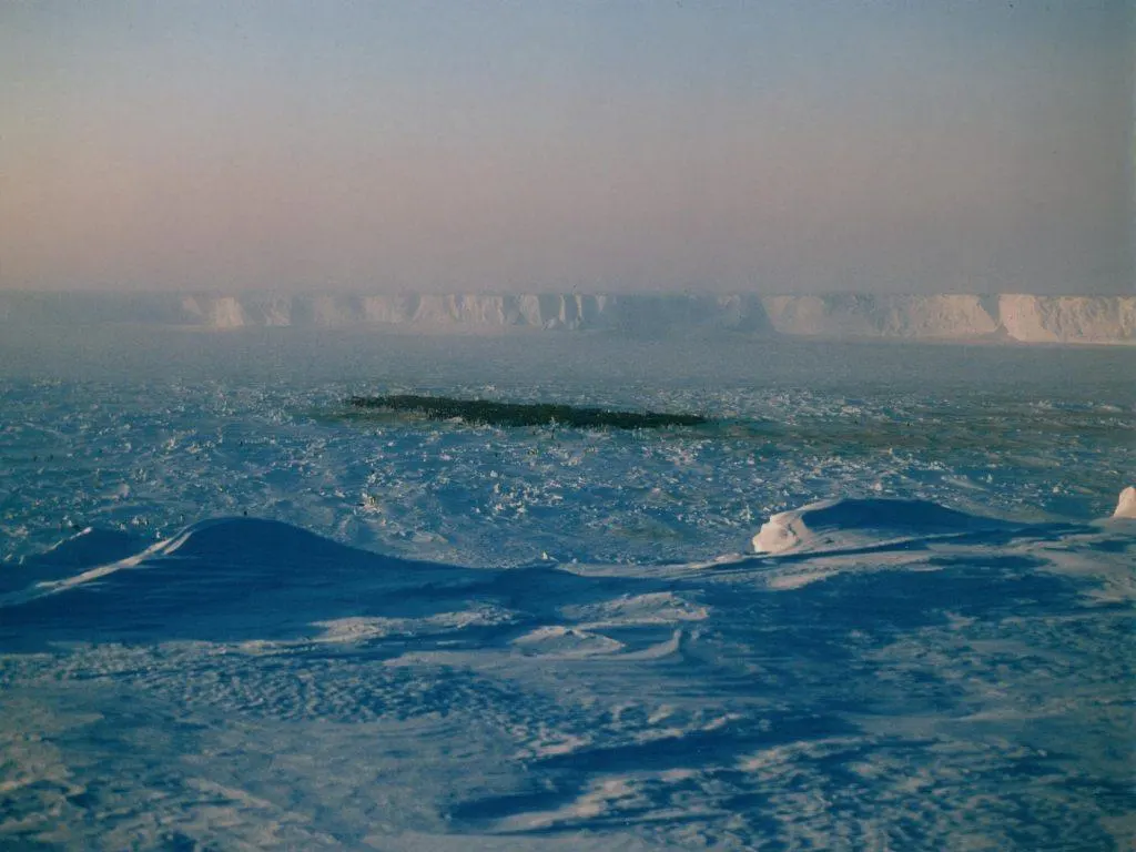 Large emperor penguin colony spread across Antarctic fast ice near Halley