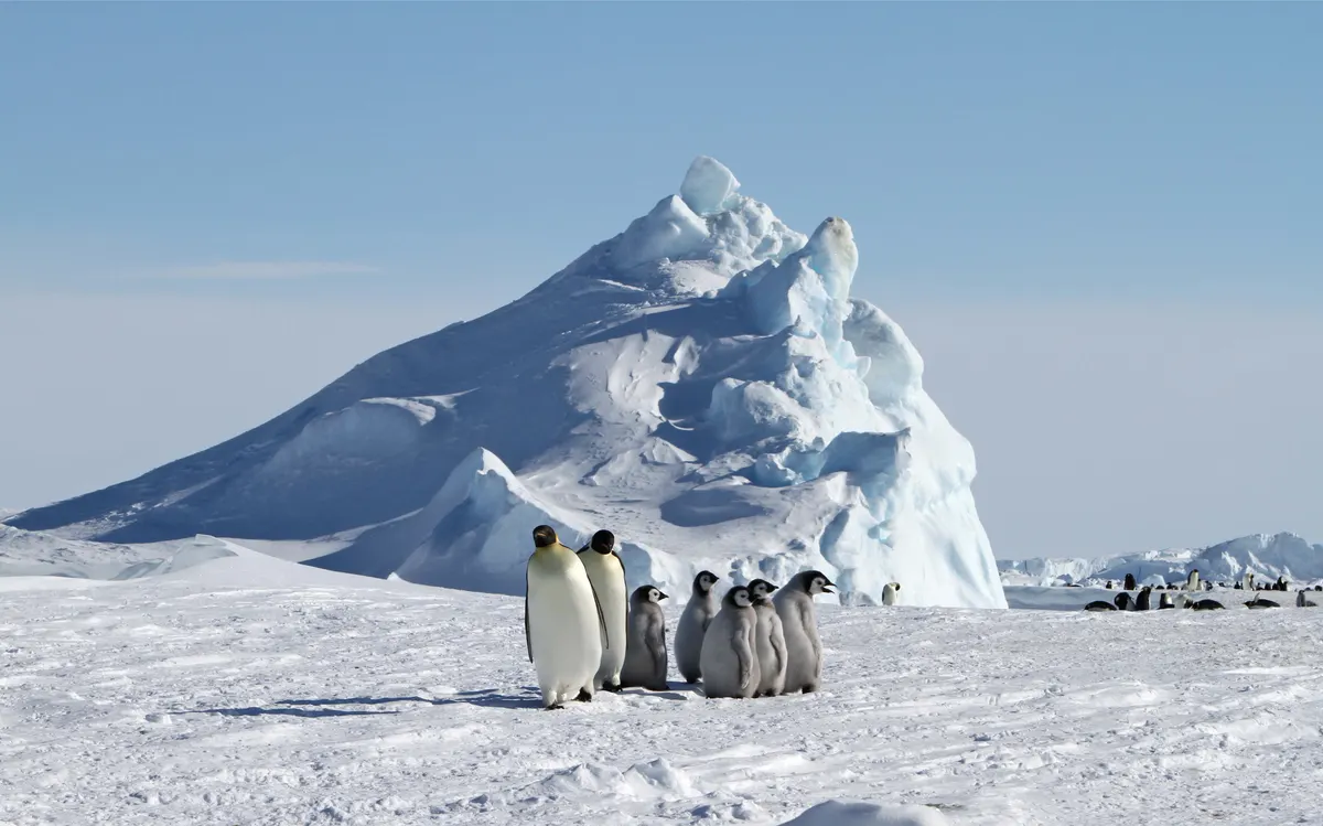 Dense emperor penguin breeding group on snow at Snow Hill Island