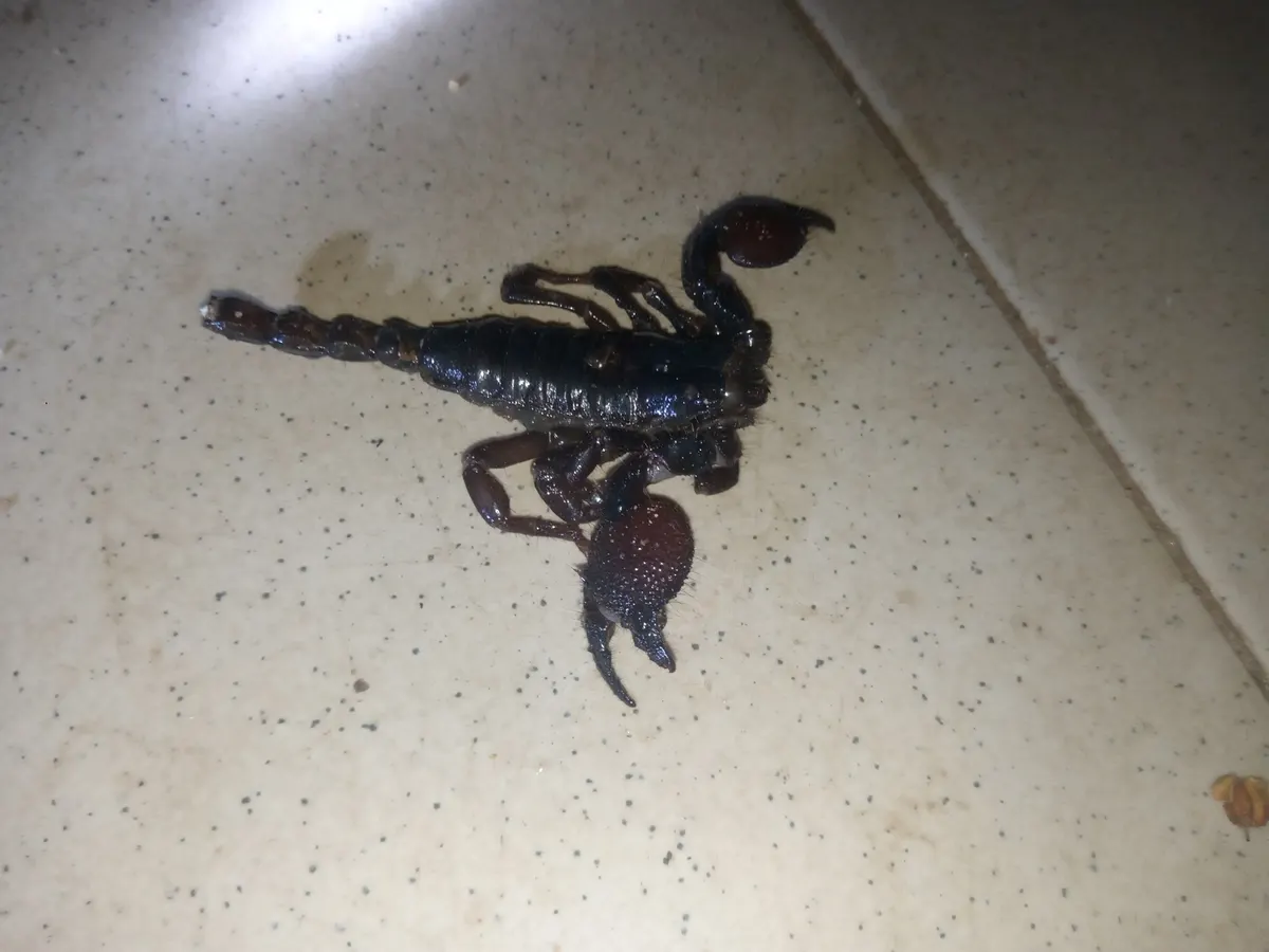 Emperor scorpion on the ground