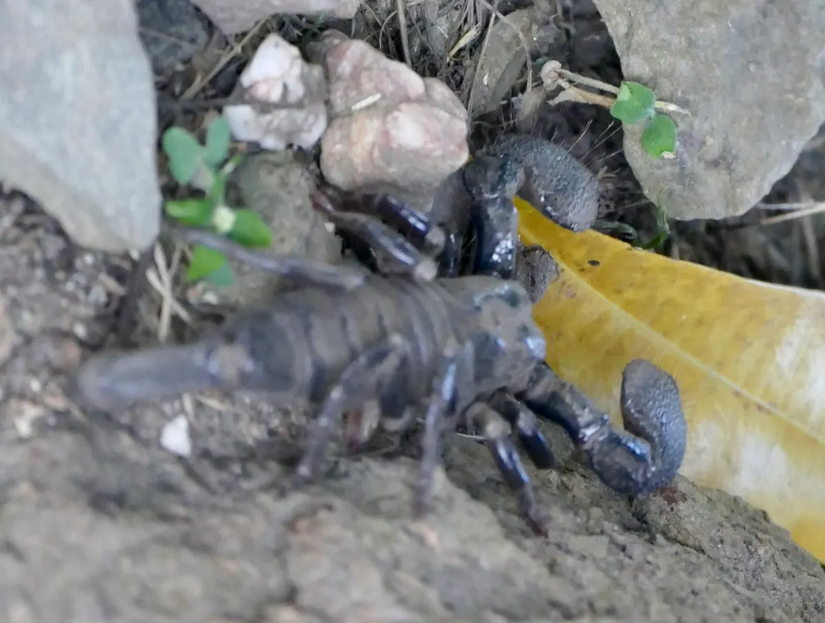 Emperor scorpion resting
