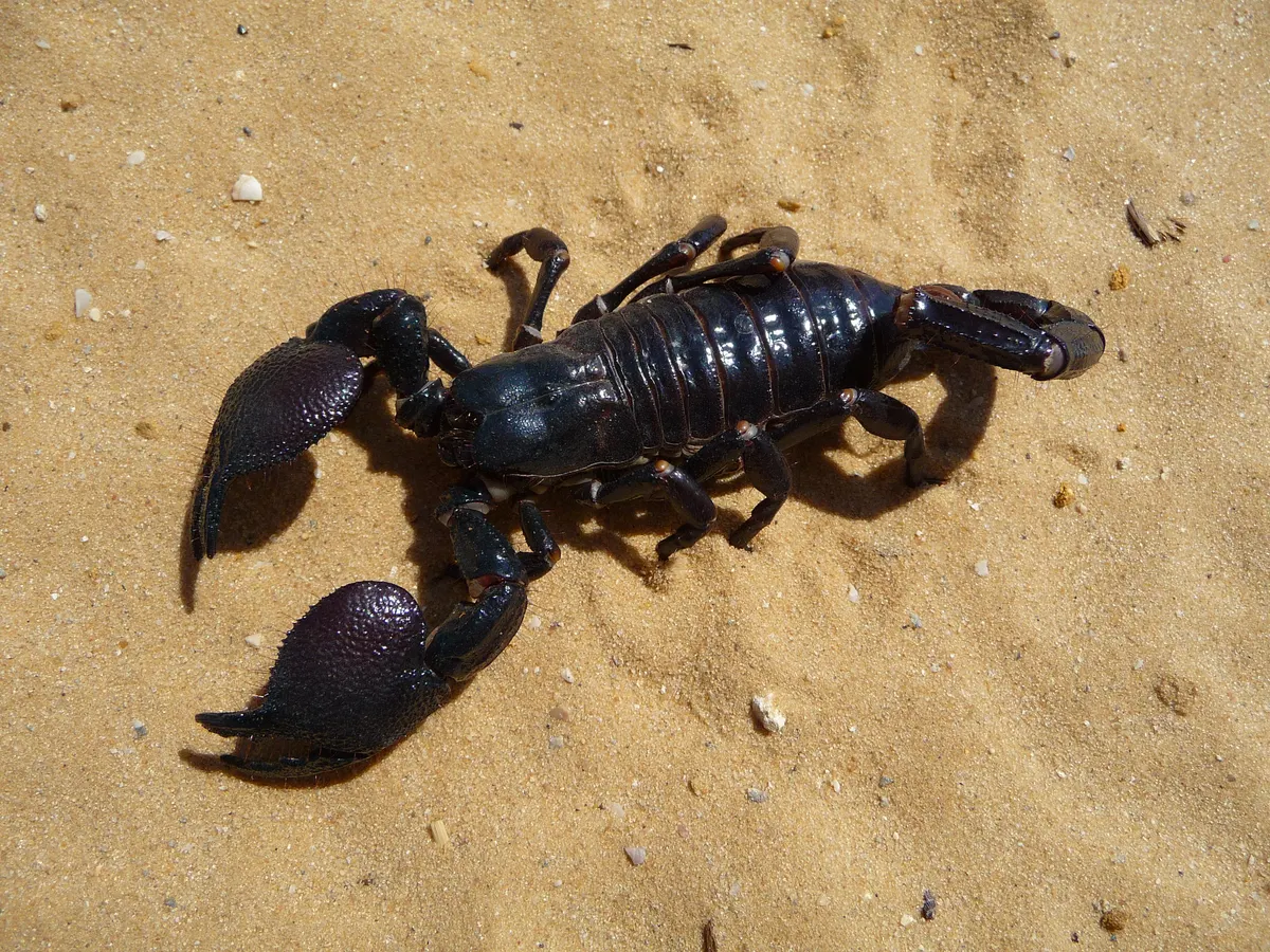 Emperor scorpion in a naturalistic setting