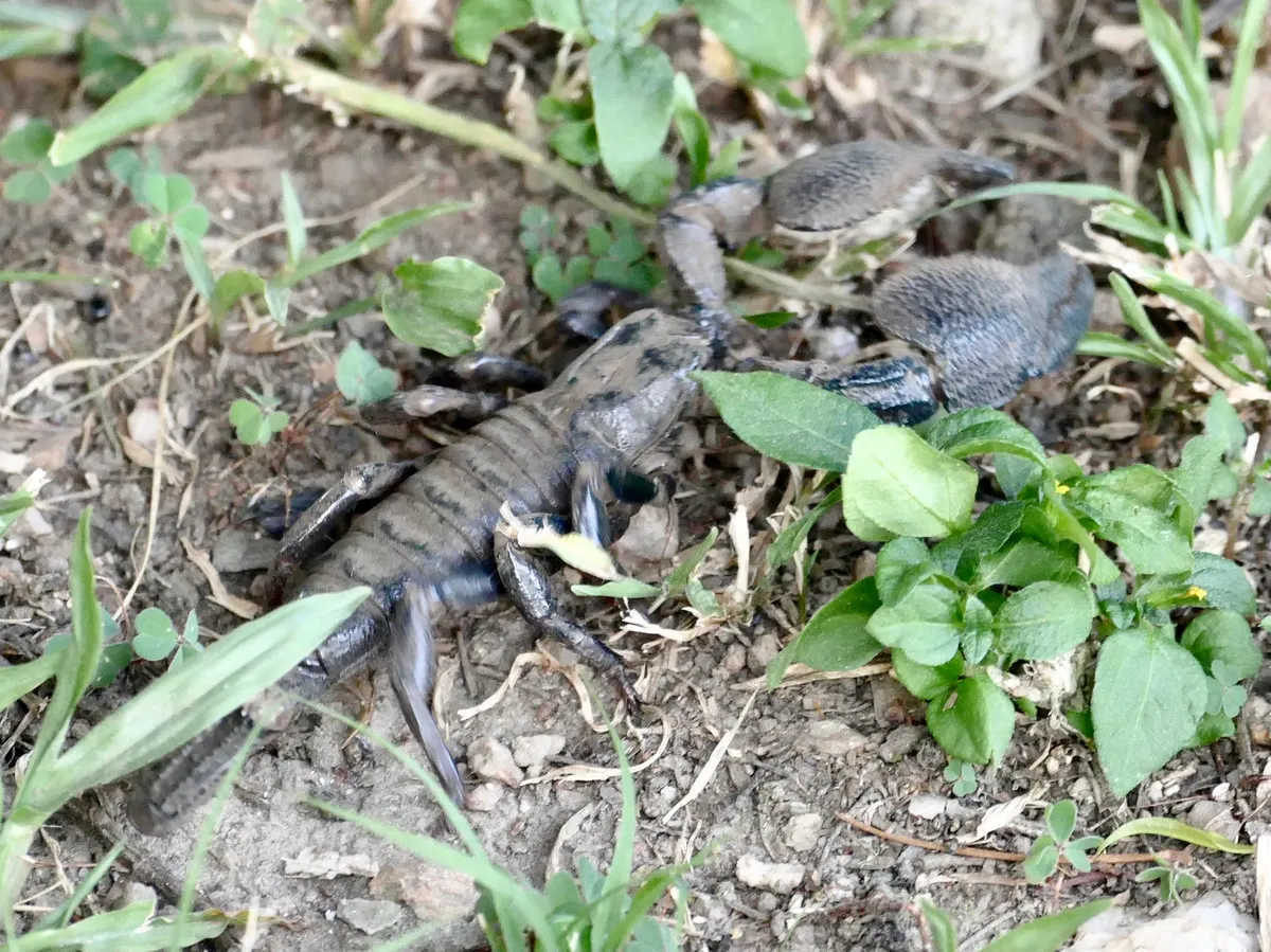 Emperor scorpion on the ground