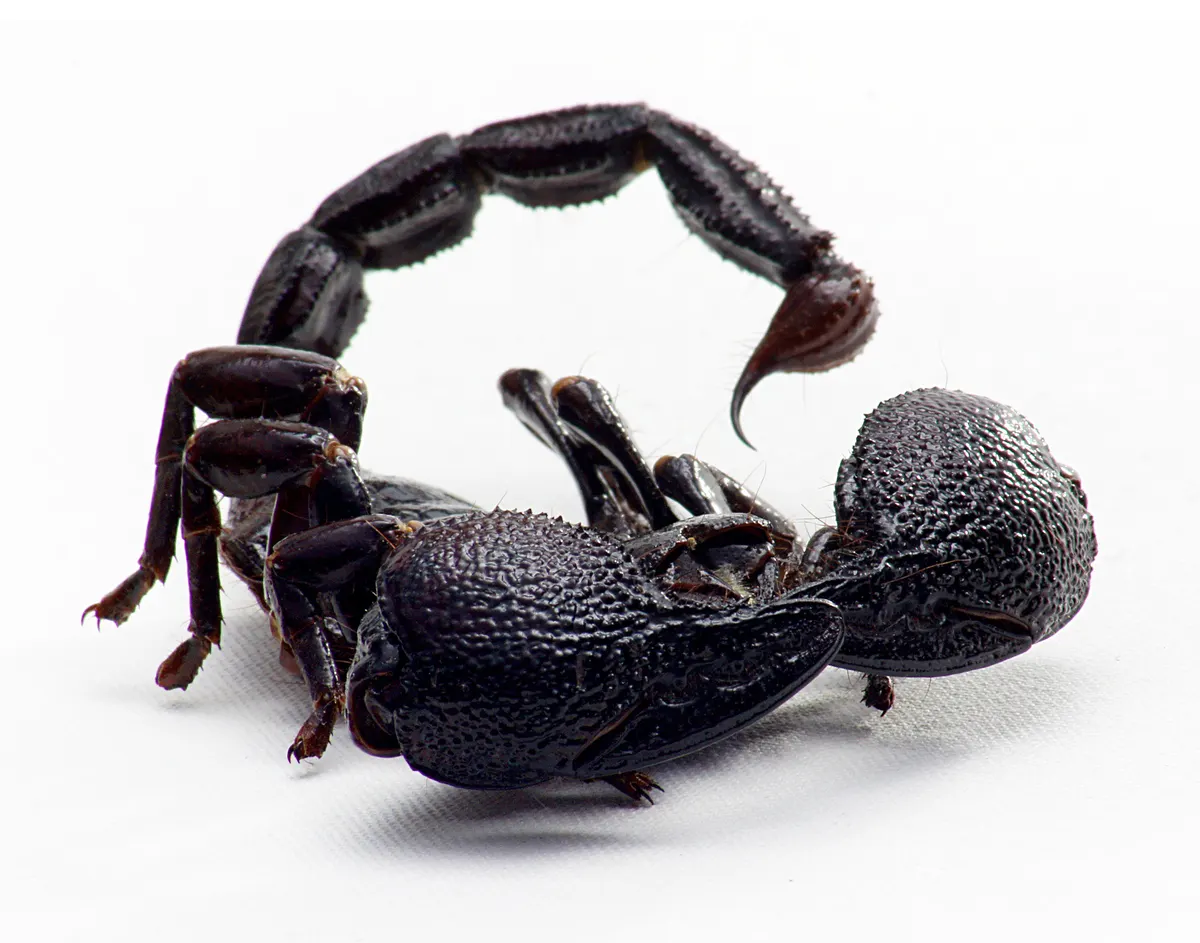 Large glossy black emperor scorpion with heavy pincers