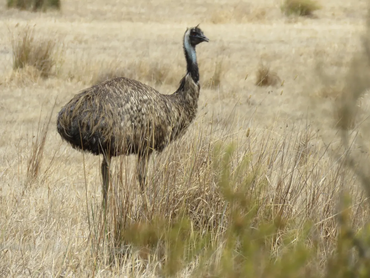 Two emus together in scrub