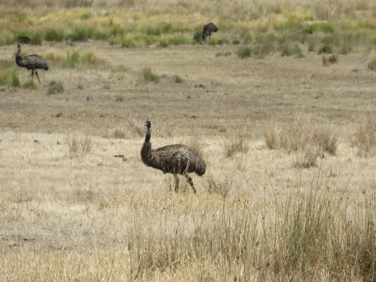 Emu in dry open country