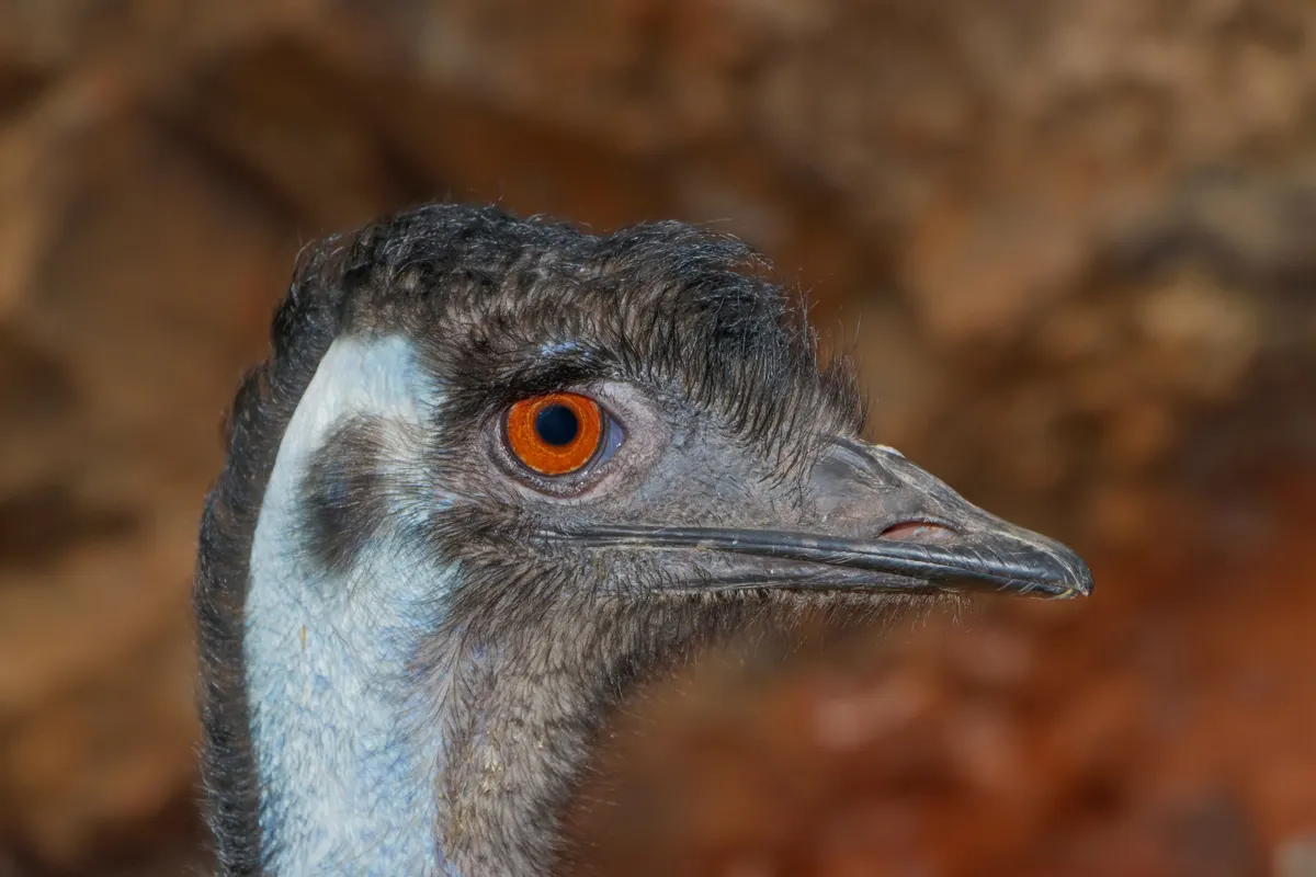 Emu standing in an enclosure