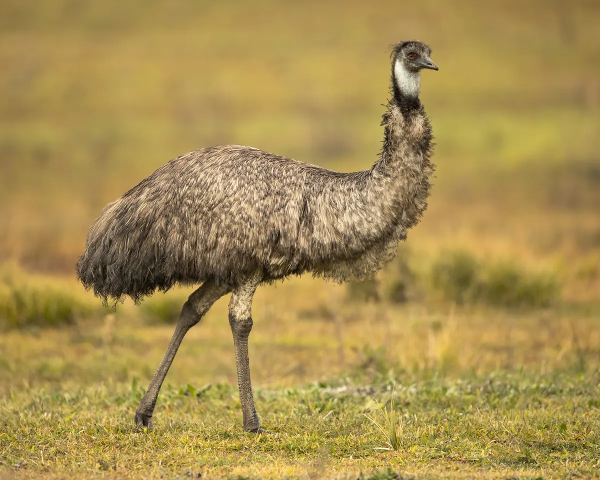 Emu standing upright with shaggy grey-brown plumage and a bluish neck