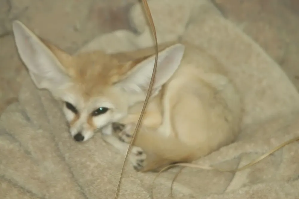 Young fennec fox kit with oversized ears