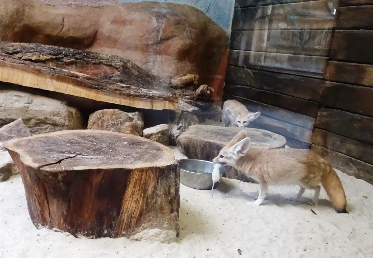 Fennec fox alert on sand while hunting for prey