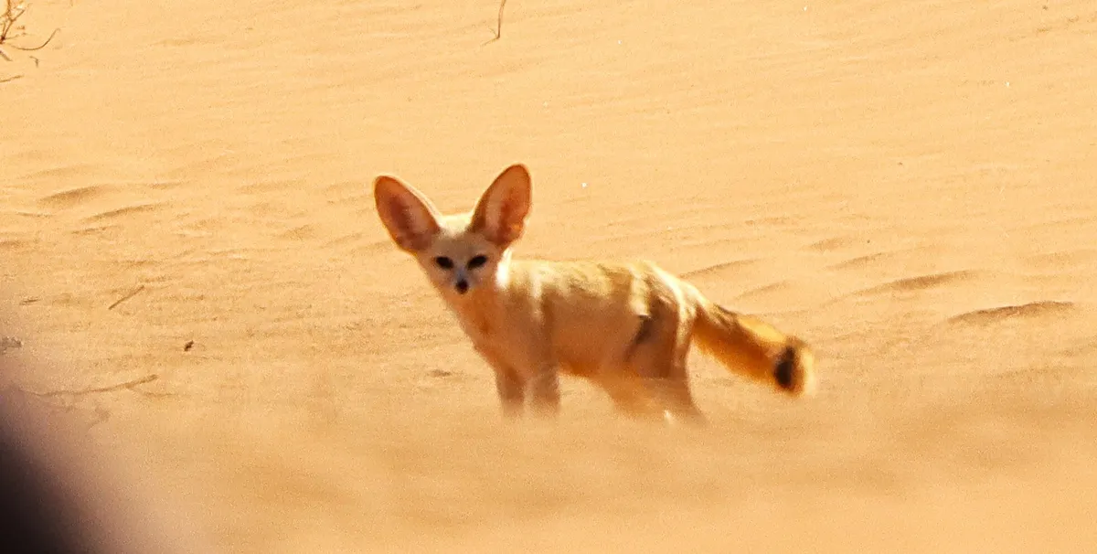 Wild fennec fox moving across open sand in Morocco