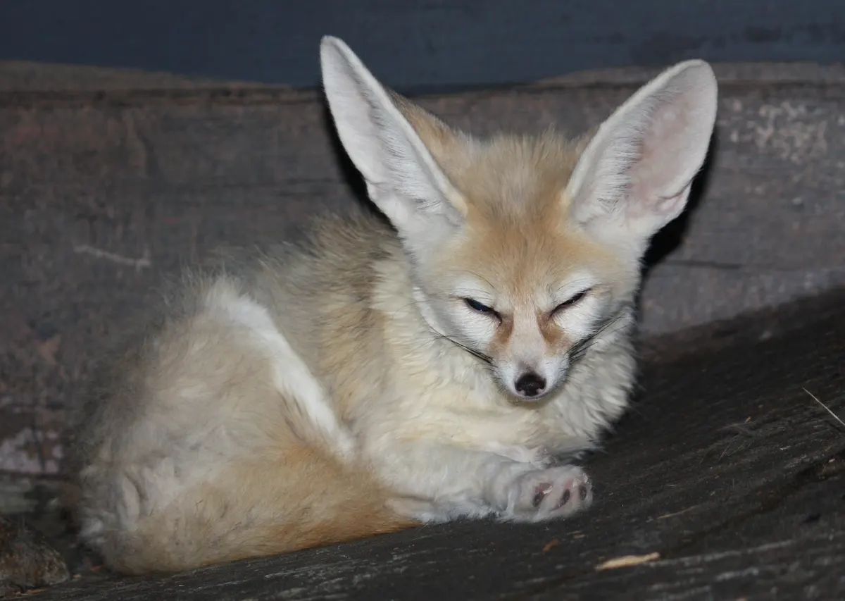 Adult fennec fox with large ears in a zoo enclosure