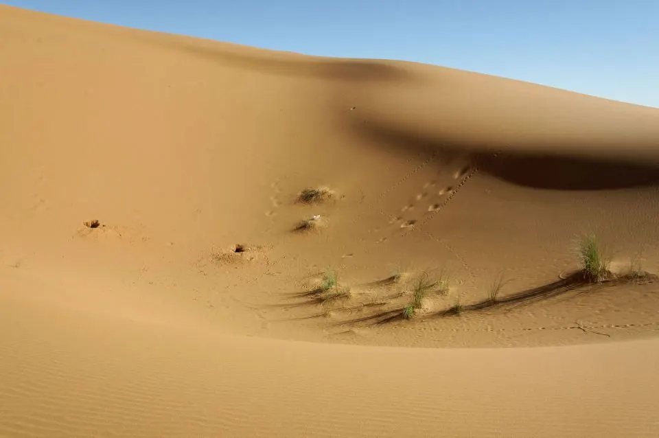 Sahara dune with drinn grass, fennec tracks and a burrow entrance
