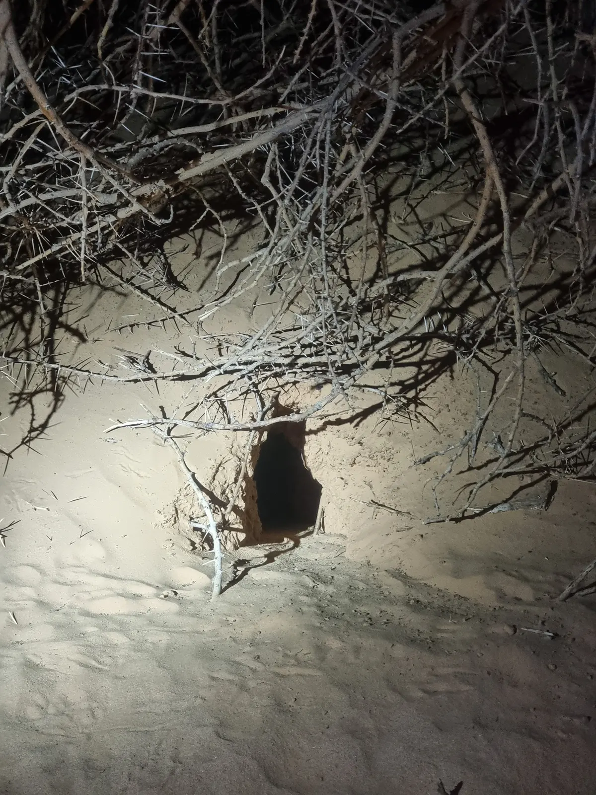 Fennec fox burrow entrance photographed at night in the Mauritanian desert