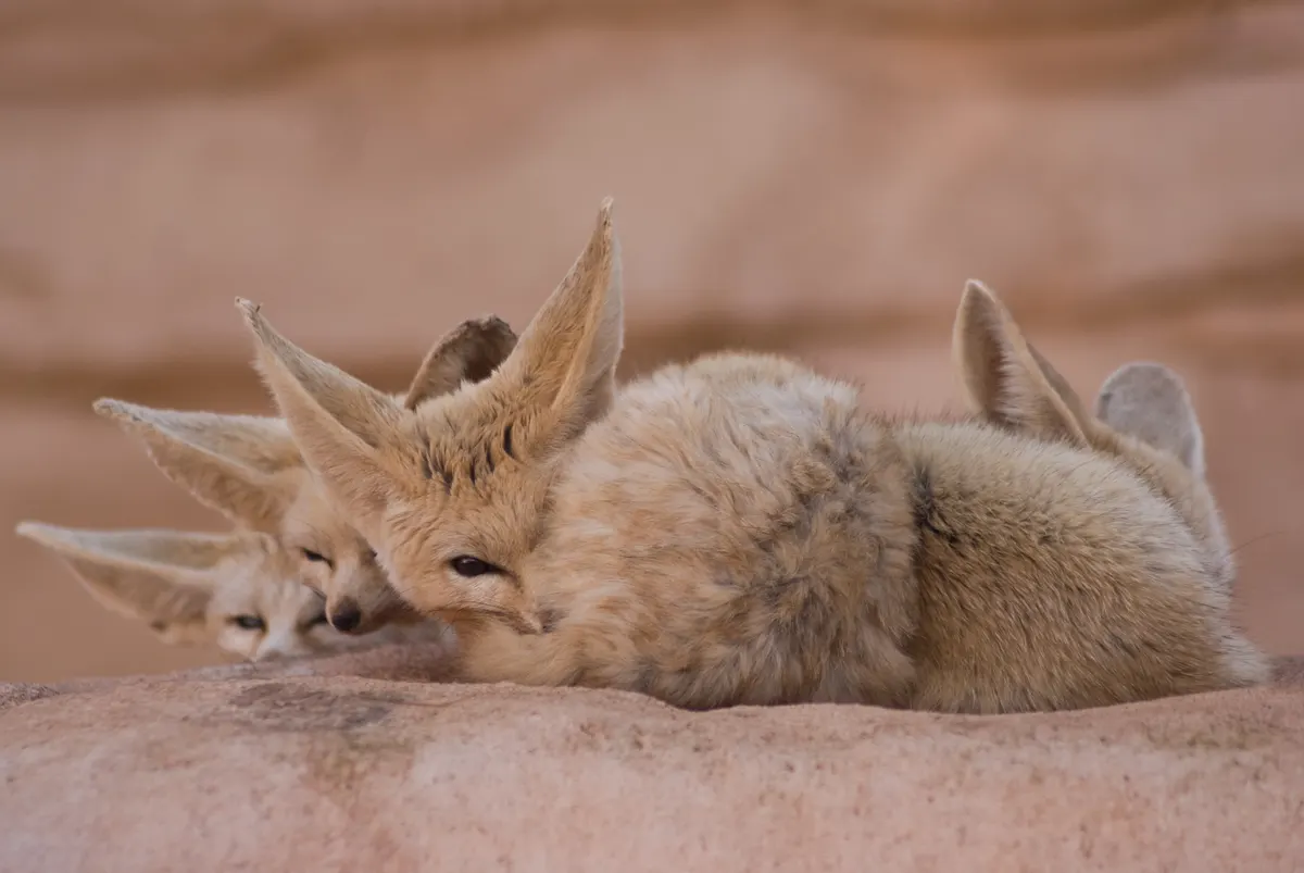 Fennec fox peeking over sandy desert ground with large ears visible