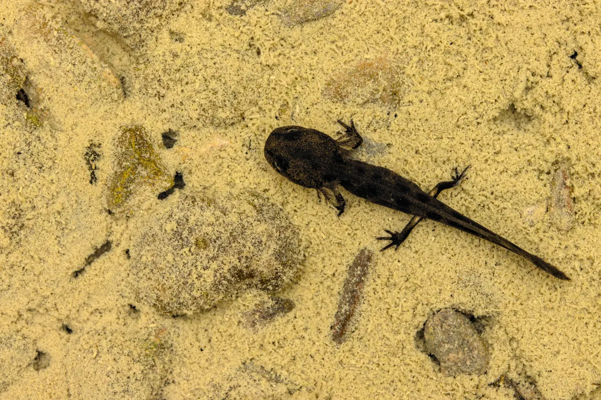 Fire salamander larva in shallow water