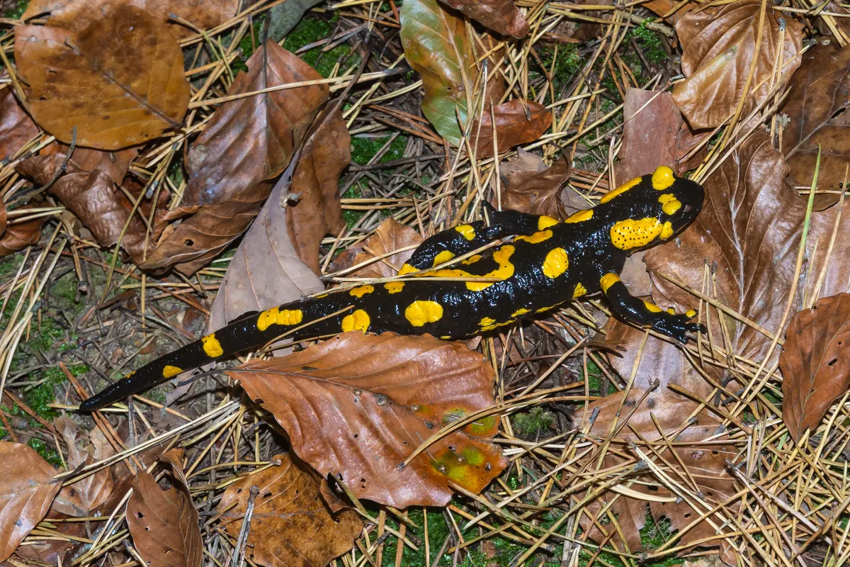 Fire salamander moving through leaf litter at night