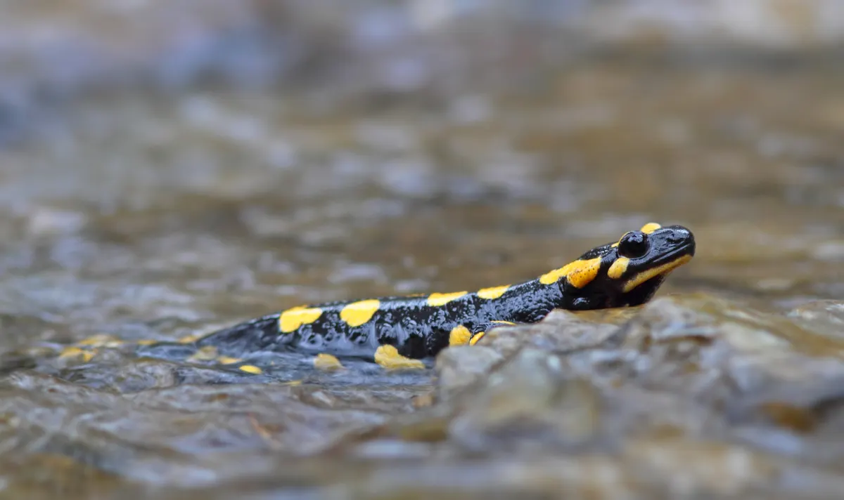 Female fire salamander depositing larvae in a stream